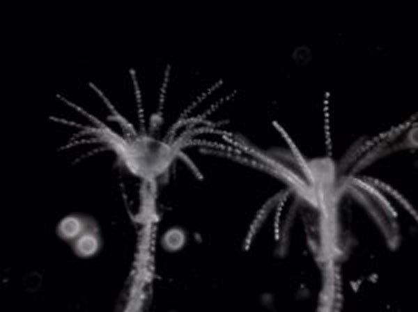 海蜇是如何诞生的 Comment naissent les méduses