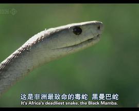BBC自然世界：黑曼巴，<span style='color:red'>白女巫</span> bbc natural world: black mamba, white witch(TV 2009)