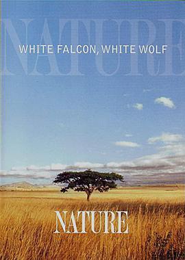 生命如歌 White Falcon White Wolf