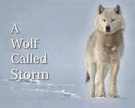 自然世界：狼之风暴 The Natural World: A Wolf Called Storm