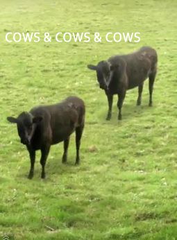 牛&牛&牛 Cows&Cows&Cows
