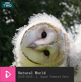 超能猫头鹰 Natural World: Super Powered Owls