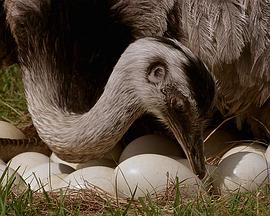 大鸟 Natural World: Attenborough’s Big Birds