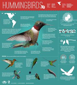 蜂鸟：空中舞者 Hummingbirds: Magic in the Air