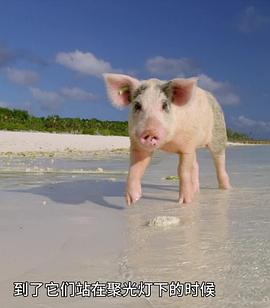聪明的猪 Amazing Pigs