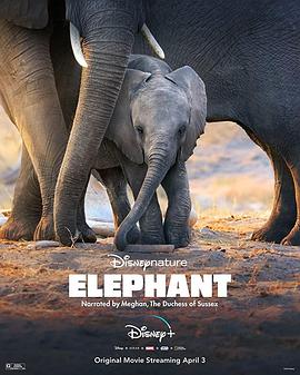 大象 Elephant