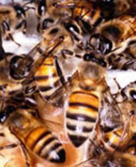 非洲杀人蜂 Killer Bees of Africa