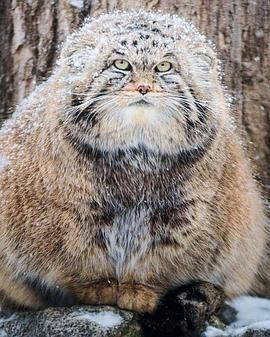 <span style='color:red'>草原</span>猎手兔狲 Wildlife Instincts: Pallas's Cat - Master of the Plains