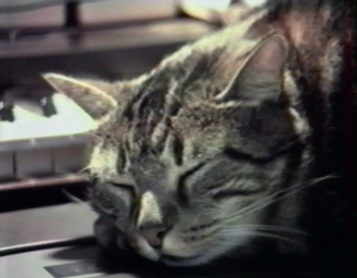 听音乐的猫 Chat écoutant la musique