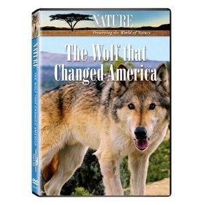 改变美国的狼 改变美国的狼（PBS Nature）