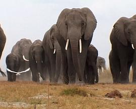 象：兽<span style='color:red'>群</span><span style='color:red'>中</span>的窥探 Elephants: Spy in the Herd