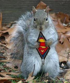 超级松鼠 Natural World: The Super Squirrels
