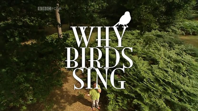 鸟儿为何<span style='color:red'>歌唱</span> Why Birds Sing