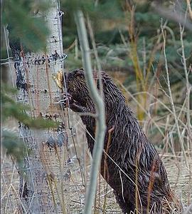 自然世界：河狸破坏王 Natural World: Beavers Behaving Badly