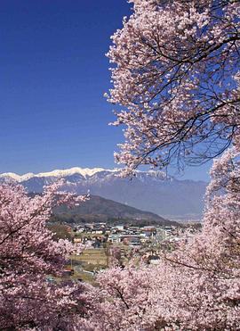 实境之旅:怀之樱 Virtual Trip: Sakura Nostalgia