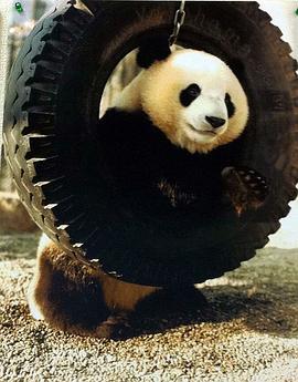 熊猫日本首次公开 不为人知的大作战 アナザーストーリーズ「パンダが来た！～日<span style='color:red'>本初</span>公開　知られざる大作戦～」
