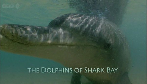 自然世界：鲨鱼湾的<span style='color:red'>海豚</span> BBC The Natural World: The Dolphins of Shark Bay