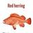 红鲱鱼