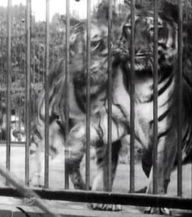 虎 Tigres