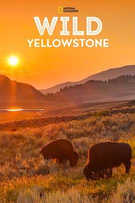 野性<span style='color:red'>黄石公园</span> Wild Yellowstone