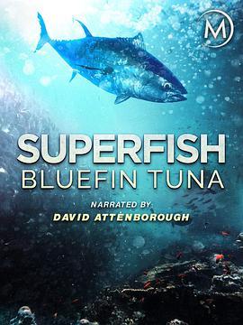 超级鱼类：蓝鳍金枪鱼 Superfish <span style='color:red'>Bluefin</span> Tuna