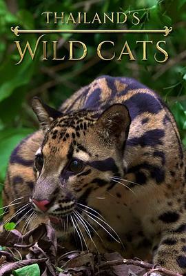 泰国<span style='color:red'>野生</span>猫科 Thailand's Wild Cats