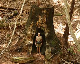 国家地理 <span style='color:red'>红</span>杉林<span style='color:red'>大</span>观 National.Geographic Explorer - Climbing Redwood Giants