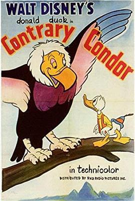 顽固的秃鹰 Contrary Condor