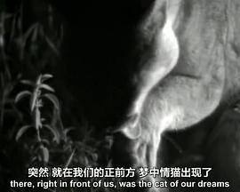 BBC 自然世界 镜<span style='color:red'>头前</span>的五虎将BBC Natural World Five Big Cats and a Camera