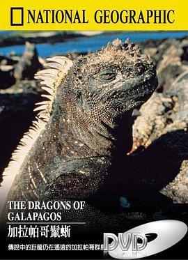 加拉帕哥鬣蜥 The Dragons of Galapagos