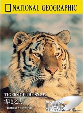 雪地之虎 <span style='color:red'>Tigers</span> of the Snow
