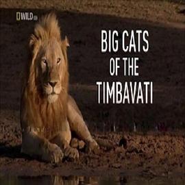 提姆<span style='color:red'>巴</span>瓦提国家公园的传奇<span style='color:red'>大</span>猫 Big Cats of the Timbavati