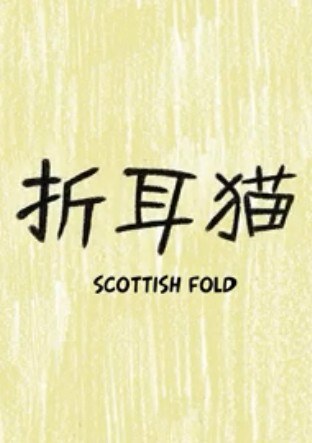 折耳猫 Scottish Fold