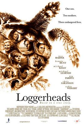 海龟 Loggerheads