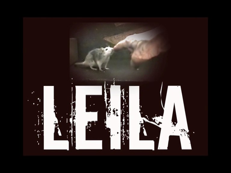 莱拉攻击 Leila <span style='color:red'>Attacks</span>