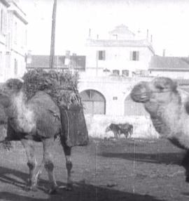 煤炭市场 Sousse: Marché aux charbons (<span style='color:red'>avec</span> chameaux)