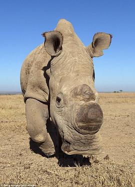苏丹：最后的犀牛 Sudan: The Last Of The Rhinos