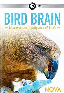 揭秘鸟<span style='color:red'>类</span><span style='color:red'>大</span>脑 Bird Brain