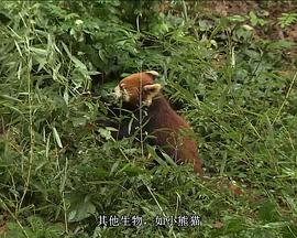 国家地理 - 大熊猫 National Geographic - Giant Panda