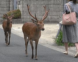 探秘奈良野生鹿 ワイルドライフ「奈良のシカの“野生”を見た！」