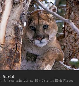 <span style='color:red'>山</span>狮：<span style='color:red'>高</span>地的大猫 Mountain Lions: Big Cats in High Places