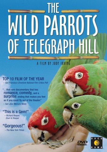 野鹦鹉 The Wild Parr<span style='color:red'>ots</span> of Telegraph Hill