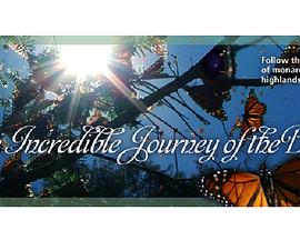 蝴蝶的神奇之旅 The Incredible Journey of the Butterflies
