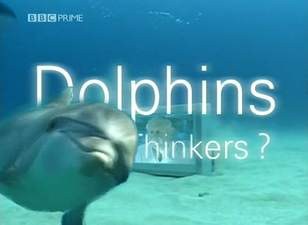 BBC<span style='color:red'>海豚</span>智力之谜 BBC Dolphins - Deep Thinkers