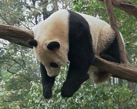 爱上大熊猫 Wild About Pandas