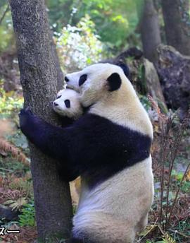 熊猫回归山林 野放全记录 パンダ 山へ帰る～密着記録 野生化プロジェクト～