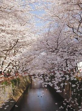 樱花 Cherry Blossoms Romance Spring In Japan