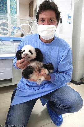 熊猫宝宝 Panda Babies