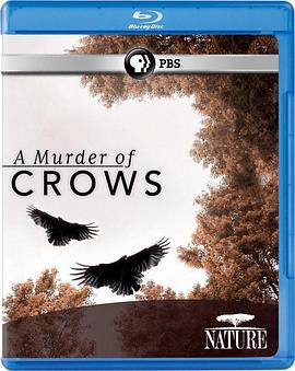 乌鸦 Nature: A Murder of Crows
