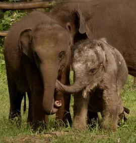 锡兰大象 Sri Lanka: Elephant Island